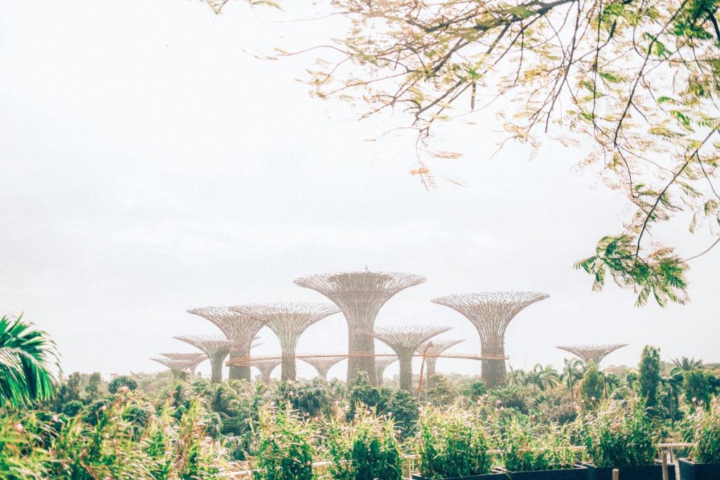 24 hours in Singapore: View of the Supertree Grove at Gardens by the Bay in Singapore, surrounded by lush greenery and trees.
