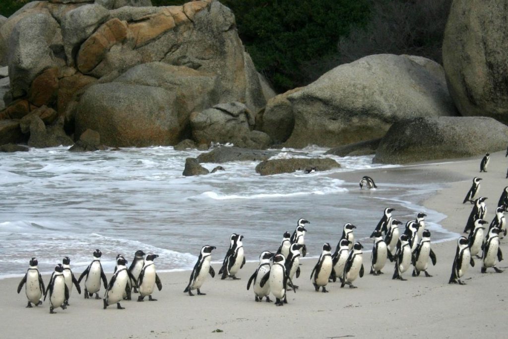 penguin watching Boulder beach South Africa