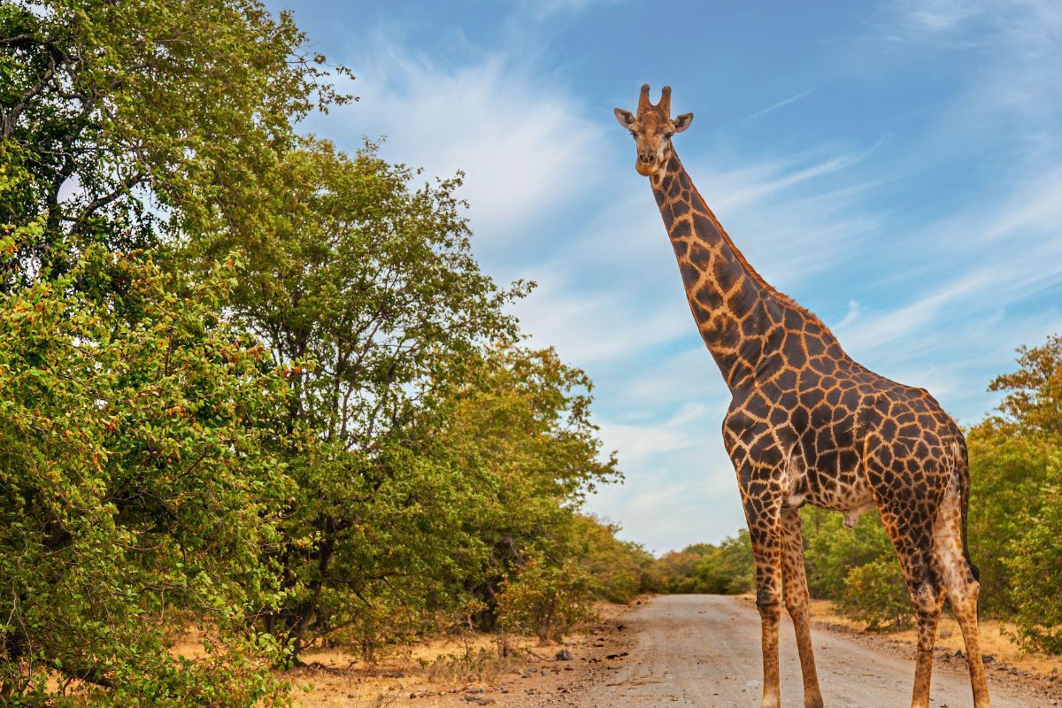 South Africa travel guide Kruger National Park