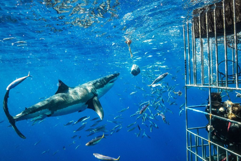 Shark cave diving South Africa
