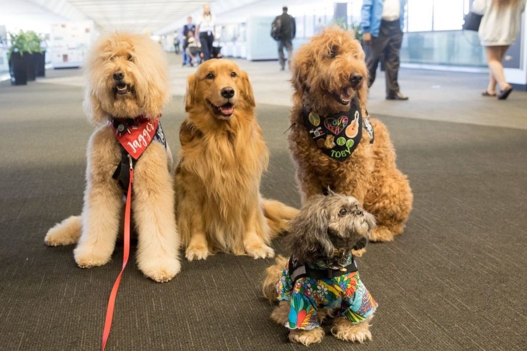 SFO therapy dogs
